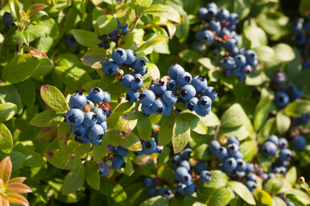 Maine blueberries