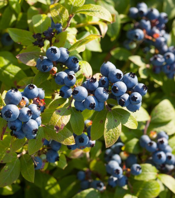 Maine blueberries